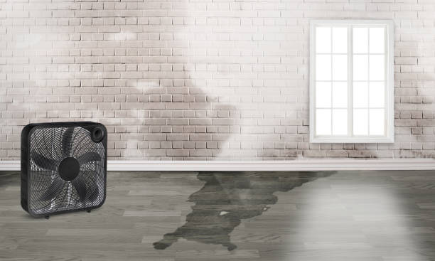 Best Water damage cleanup near me  in Livingston, TN